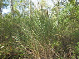 Imagem de Miscanthus sinensis Andersson