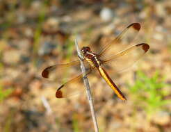 Image de Libellula flavida Rambur 1842