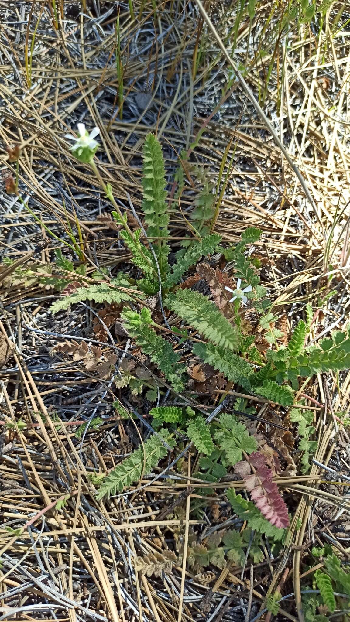 Image of Horkelia clevelandii var. brevibracteata