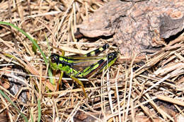 Image of Long-winged Mountain Grasshopper