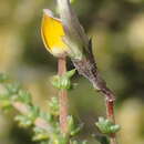 Image of Aspalathus pulicifolia R. Dahlgren