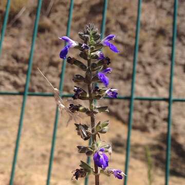 Imagem de Salvia circinnata Cav.