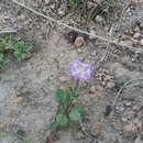 Image of Salpiglossis arniatera (Robinson) W. G. D' Arcy