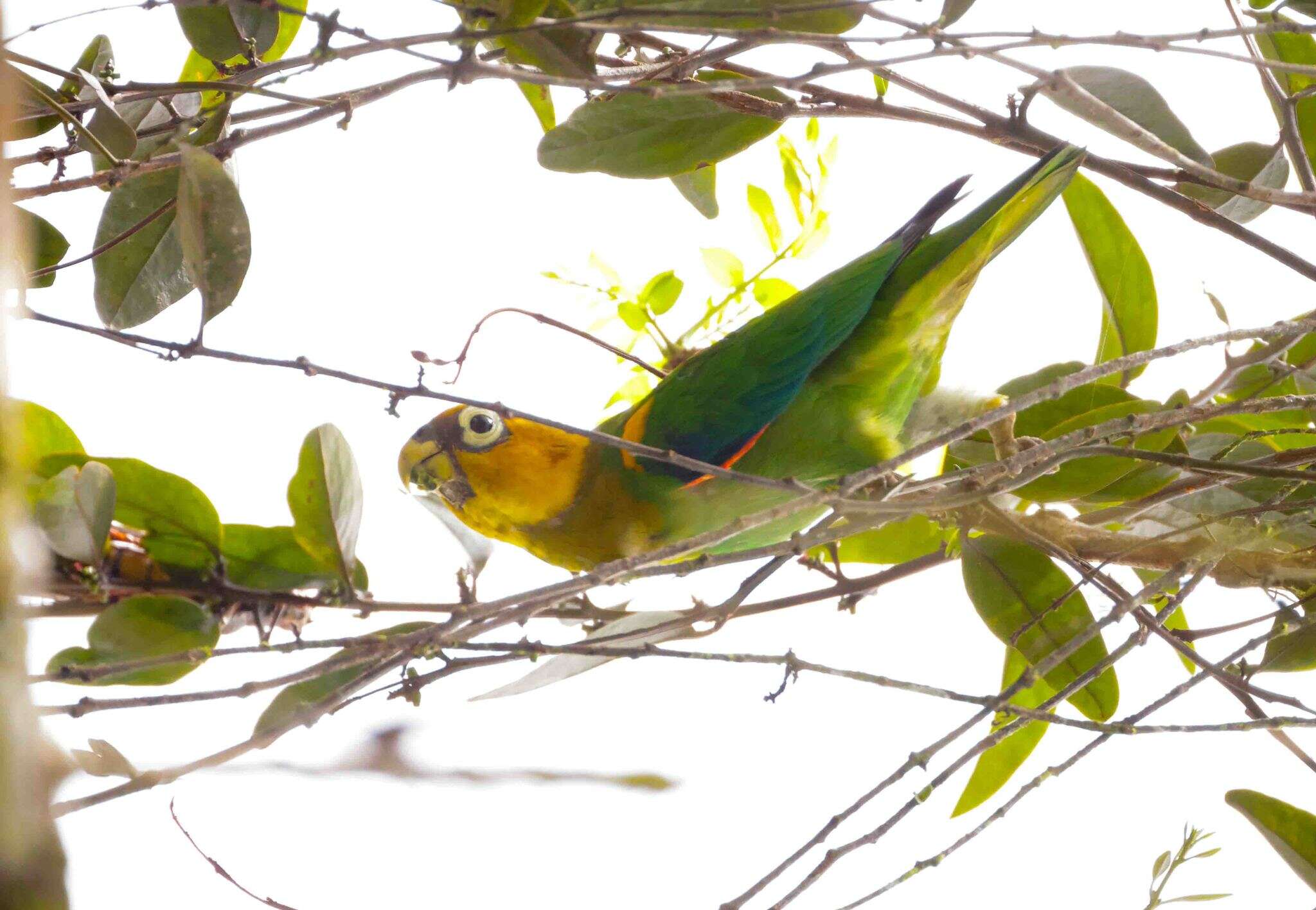 Image of Saffron-headed Parrot