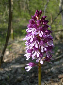 Image of Orchis purpurea subsp. caucasica (Regel) B. Baumann, H. Baumann, R. Lorenz & Ruedi Peter