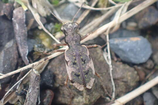 Image de Neocicindela parryi (White 1846)