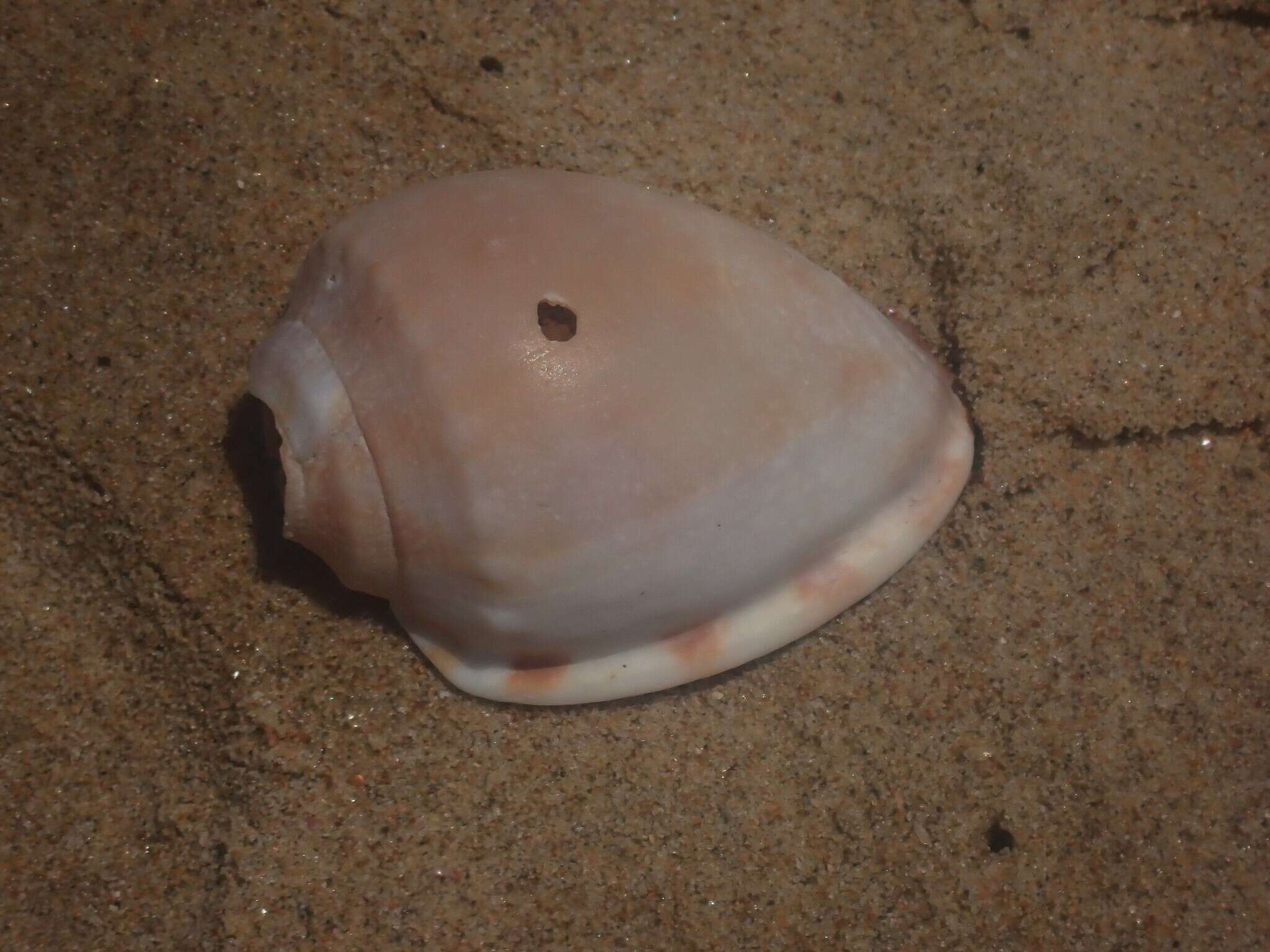 Image of Banded helmet shell