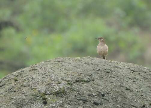 Слика од Geositta crassirostris Sclater & PL 1866