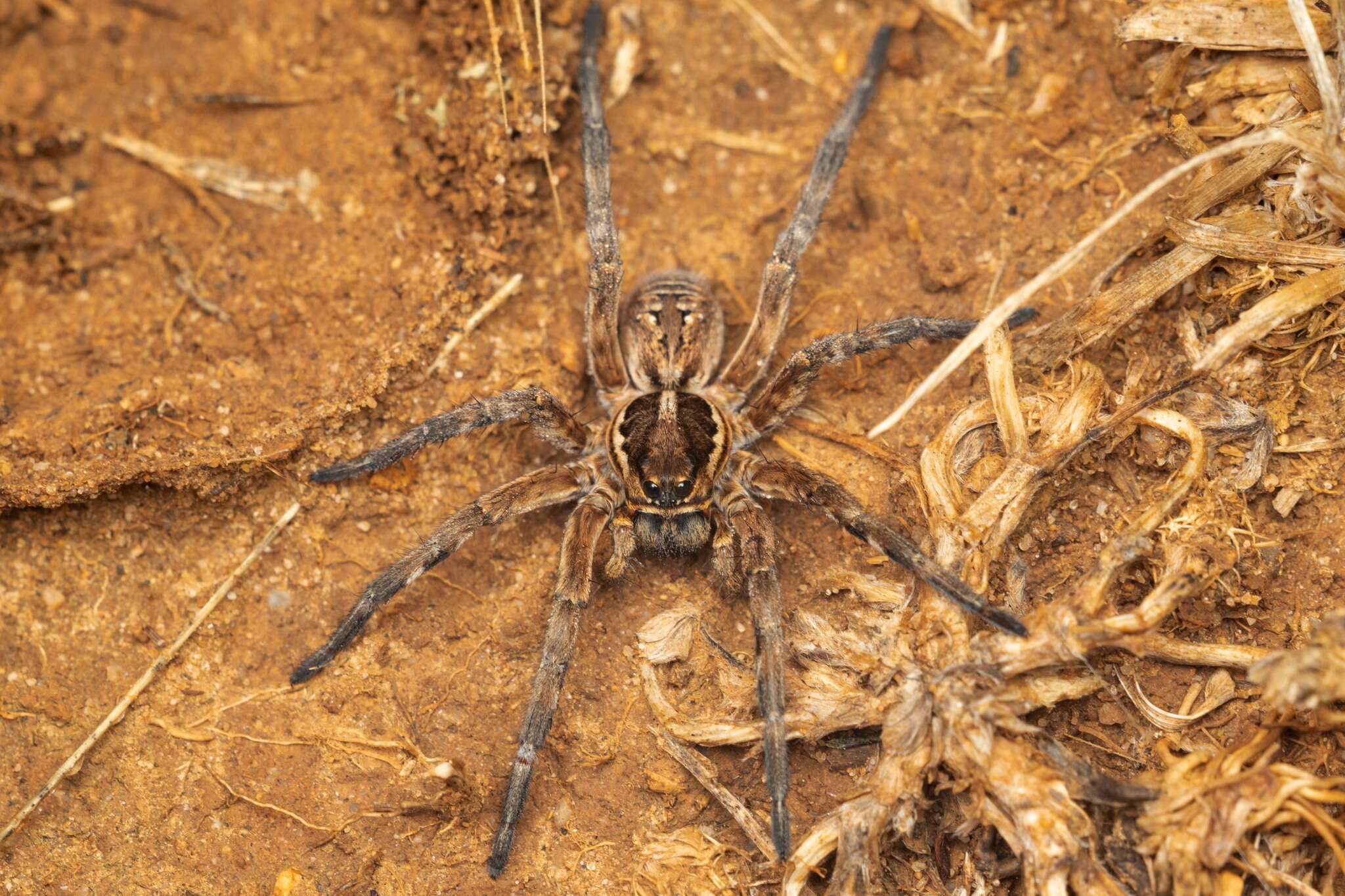 Image of Tarantula wolf spider