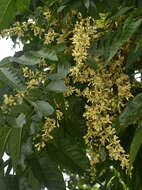 Sivun Dysoxylum gaudichaudianum (Juss.) Miq. kuva