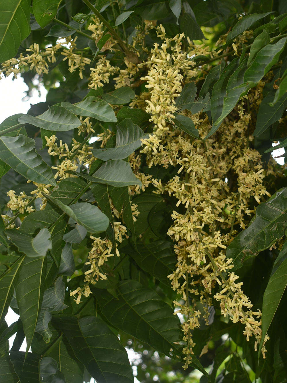 Image of Dysoxylum gaudichaudianum (Juss.) Miq.