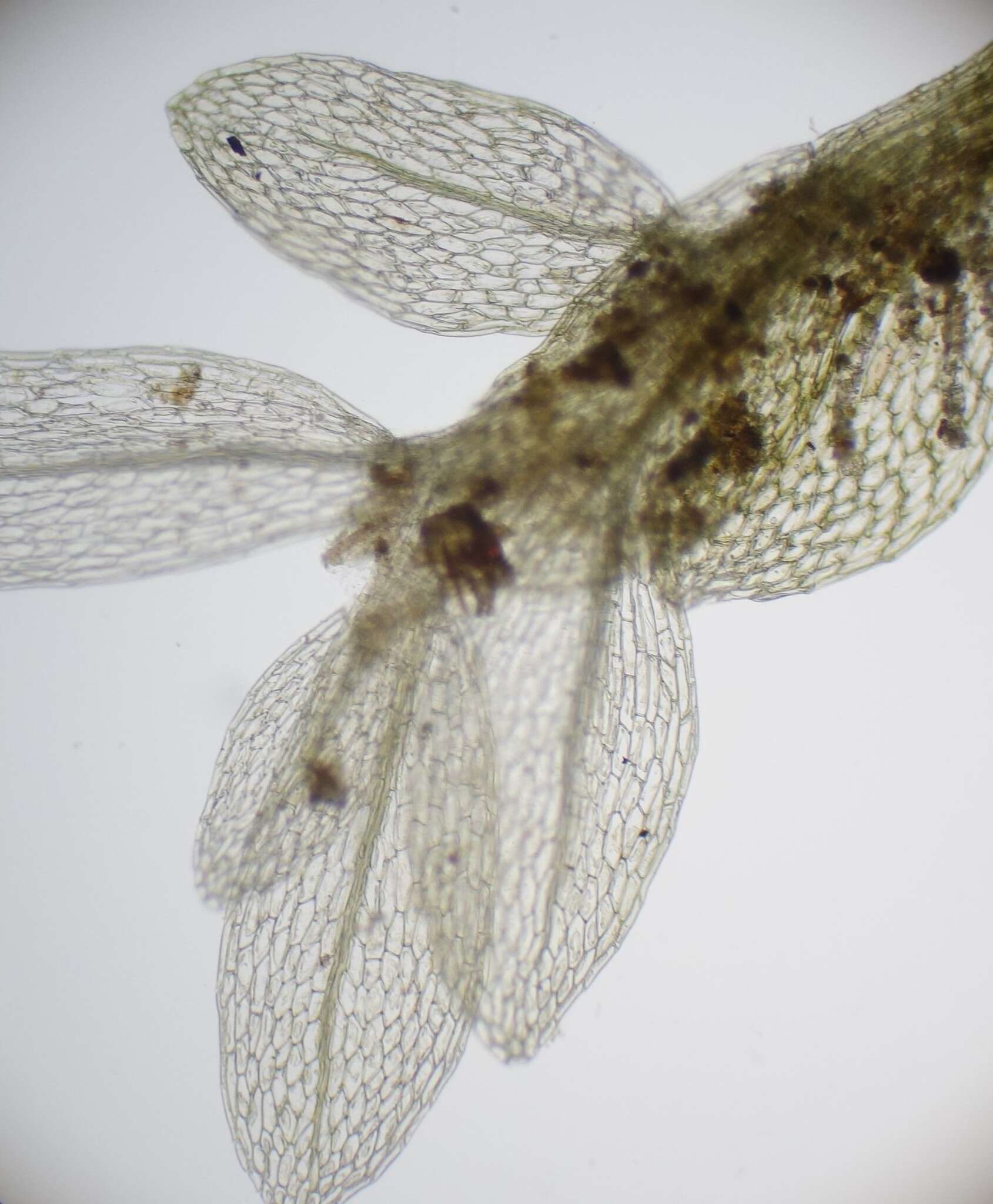Image of <i>Ptychostomum cyclophyllum</i>