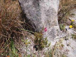 Image of Erica glutinosa Berg.