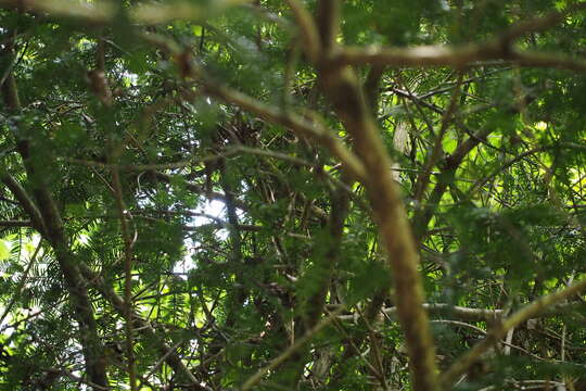 Image of Japanese Nutmeg Tree