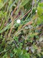 Image de Epilobium insulare Hausskn.