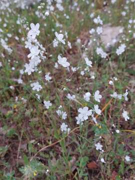 Image of whiteflower navelwort