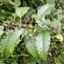 Image of Cestrum miradorense Francey