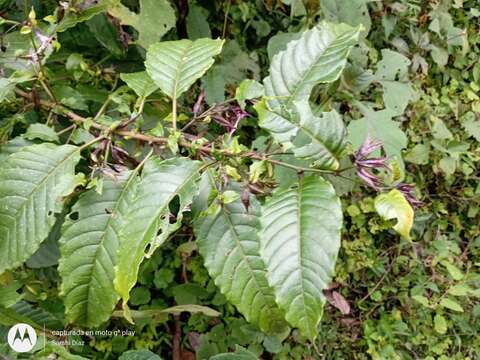 Image of Cestrum miradorense Francey