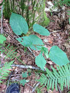 Image of American Basswood