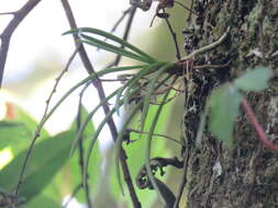 Слика од Holcoglossum quasipinifolium (Hayata) Schltr.
