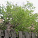Sivun Salix alba subsp. alba kuva