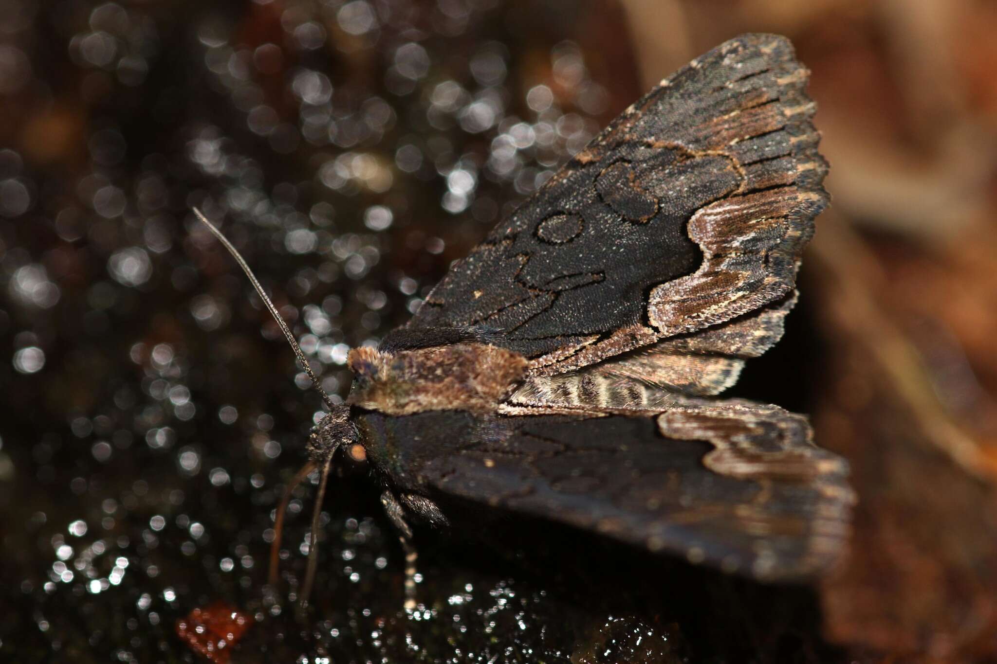 Image de noctuelle hérissée