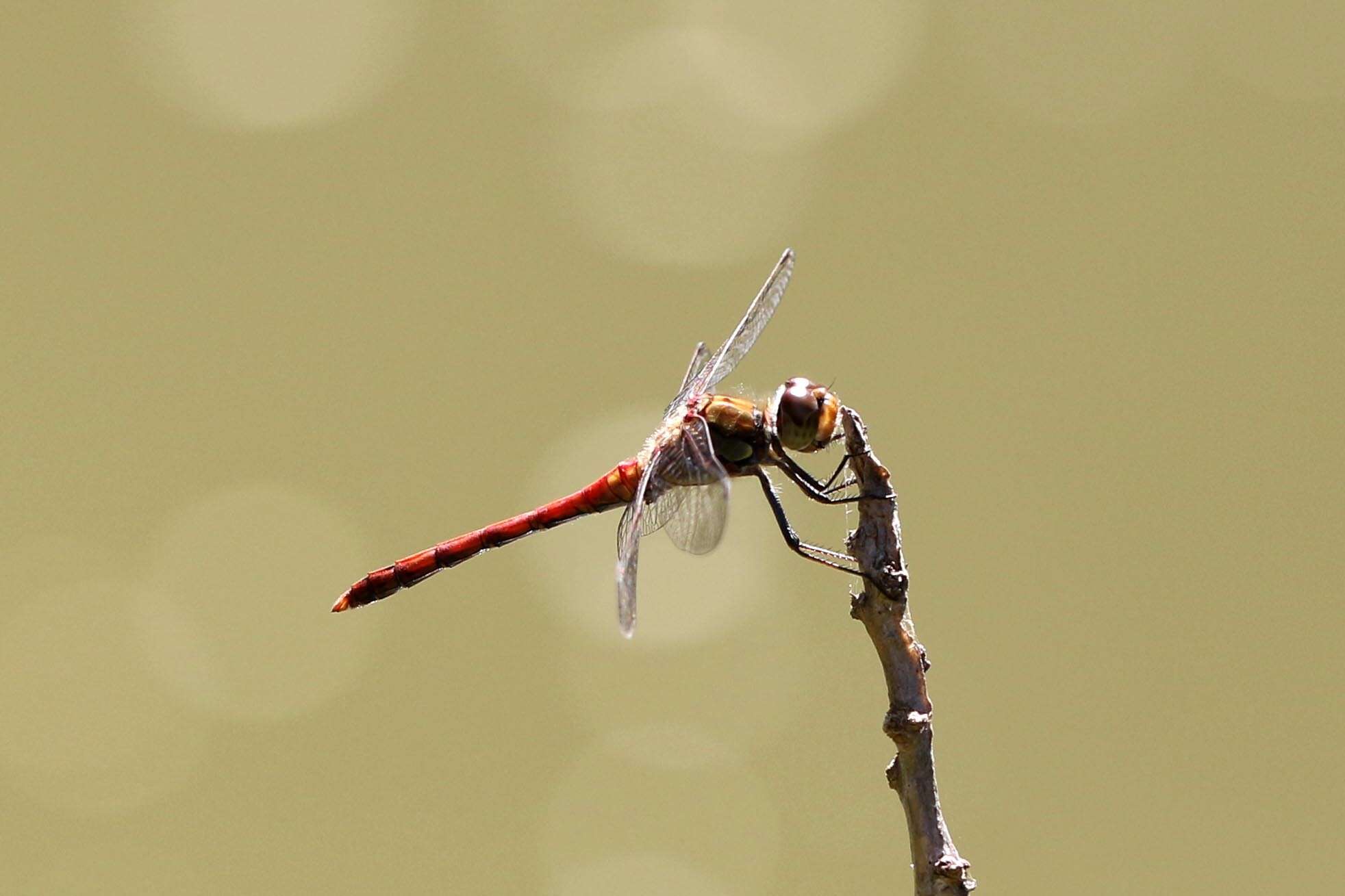 Image of Common Darter