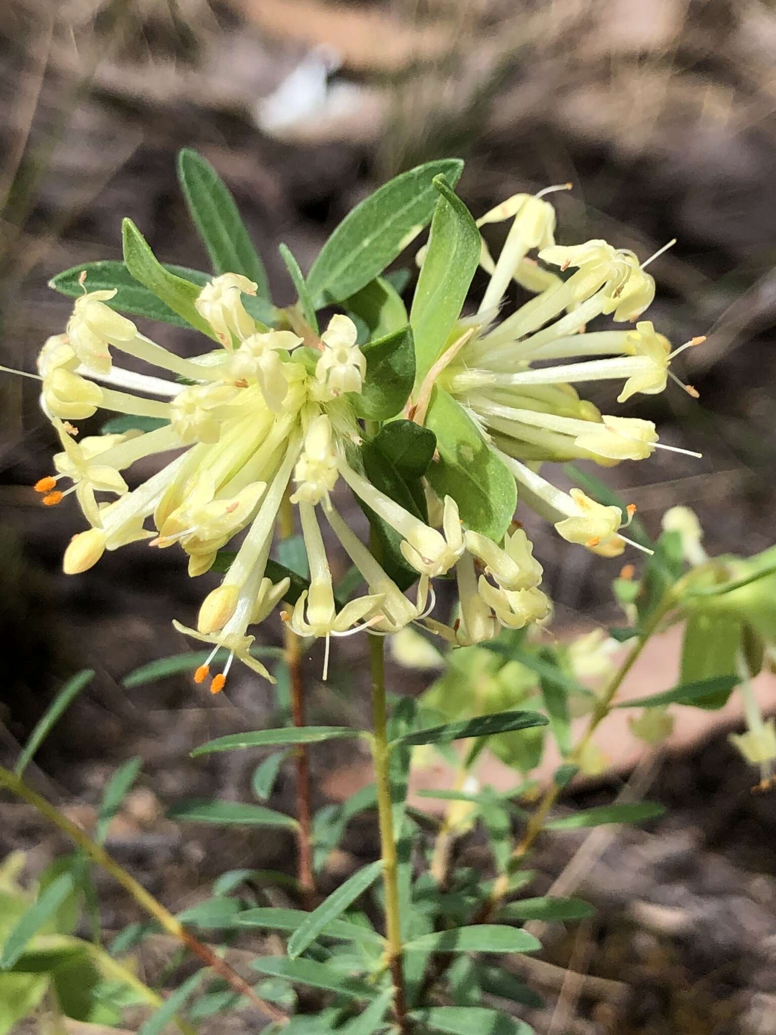 Image of Pimelea linifolia subsp. linifolia