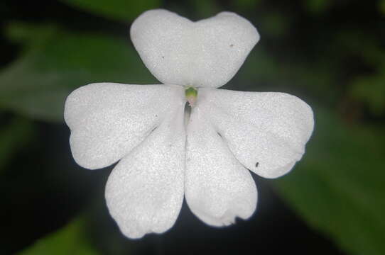 Image of Seychelles Bizzie Lizzie