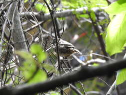 Image of White-eared Ground Sparrow