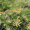 Image of Helichrysum tillandsiifolium O. Hoffm.