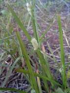 Image of Cyperus sesquiflorus subsp. sesquiflorus