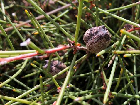 Image of striped hakea