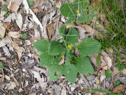 Cymbonotus lawsonianus Gaud. resmi