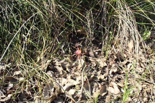 Image of Rusty spider orchid