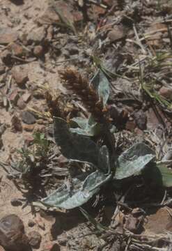 Image of Plantago floccosa Decne.