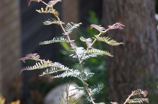 Image of Caley's grevillea