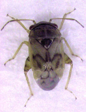 Image of Plant bug