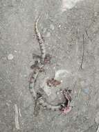 Image of Blotched Hooknose Snake