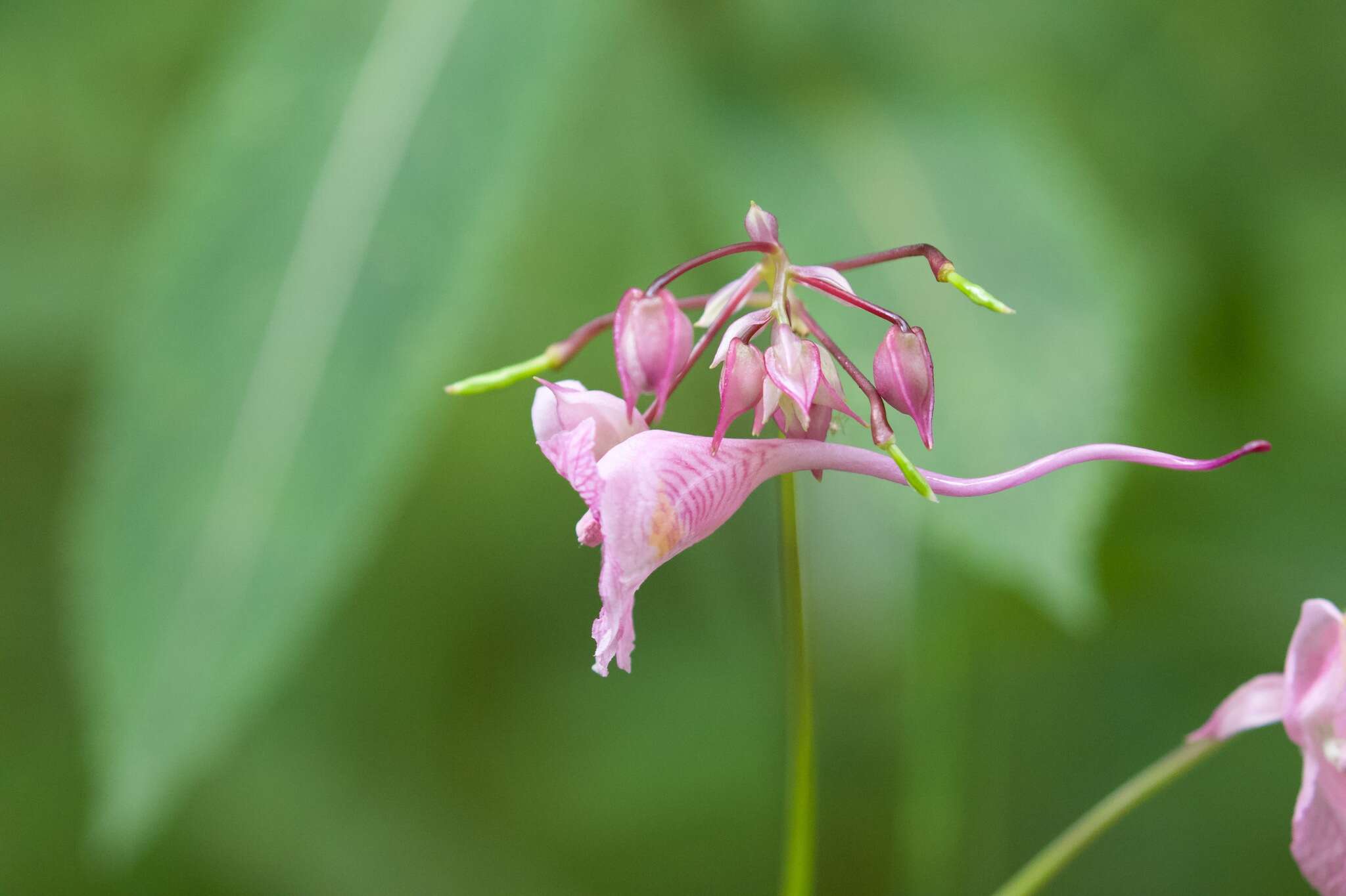 Image of Impatiens insignis DC.