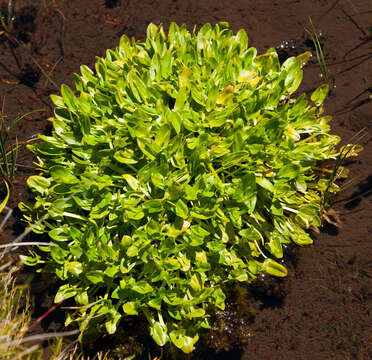 Image of Caltha introloba F. Müll.