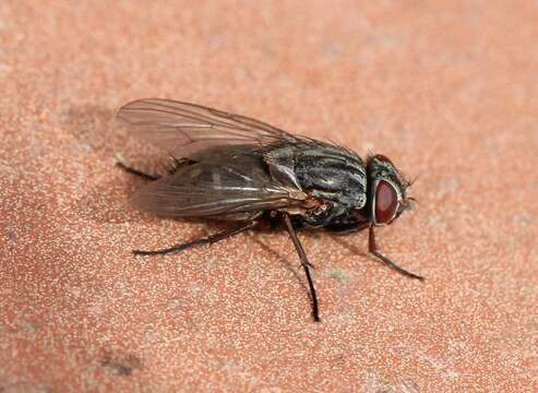 Image of False stable fly