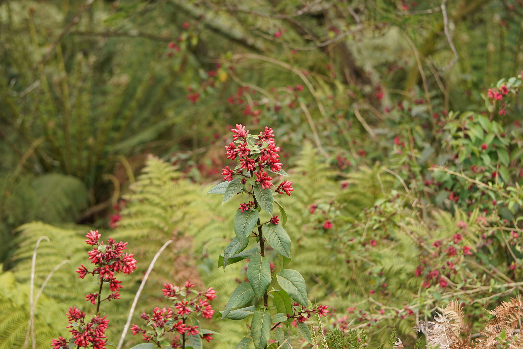 Image of purple cestrum