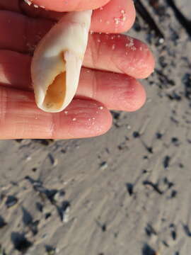 Image of finger plough shell