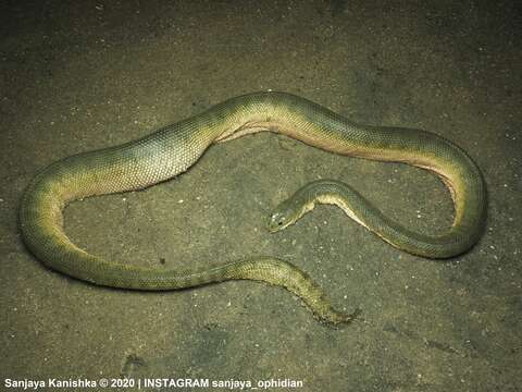 Image of Common or beaked seasnake