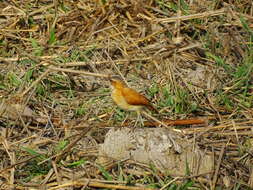 Image of Pale-legged Hornero