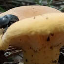 صورة Mycotrupes gaigei Olson & Hubbell 1954