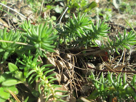 Слика од Petrosedum rupestre (L.) P. Heath