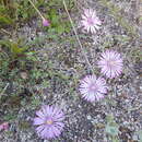 Image of Lampranthus peacockiae (L. Bol.) L. Bol.