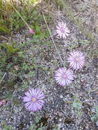 Image of Lampranthus peacockiae (L. Bol.) L. Bol.